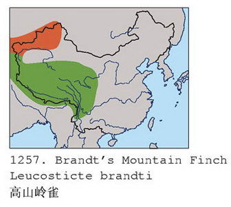 高山岭雀的地理分布图