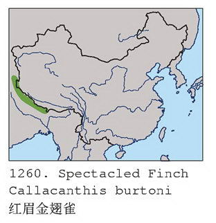 红眉金翅雀的地理分布图