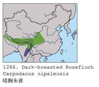 暗胸朱雀的地理分布图