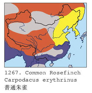 普通朱雀的地理分布图