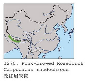 玫红眉朱雀的地理分布图