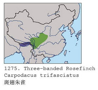 斑翅朱雀的地理分布图