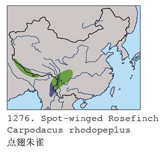 点翅朱雀的地理分布图