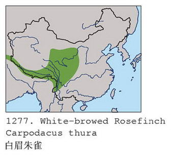 白眉朱雀的地理分布图