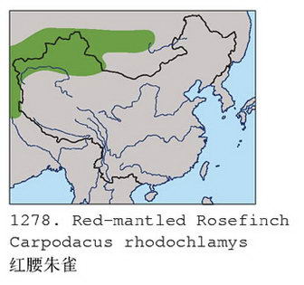 红腰朱雀的地理分布图