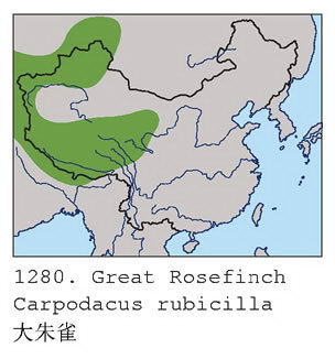 大朱雀的地理分布图