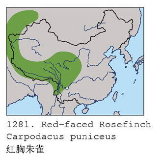 红胸朱雀的地理分布图