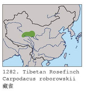 藏雀的地理分布图