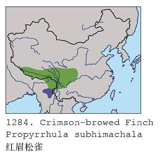 红眉松雀的地理分布图