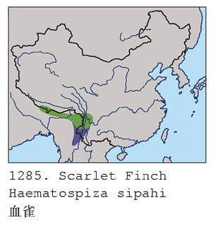 血雀的地理分布图