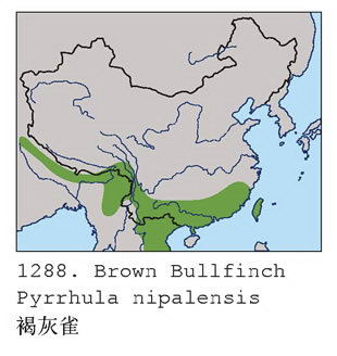 褐灰雀的地理分布图