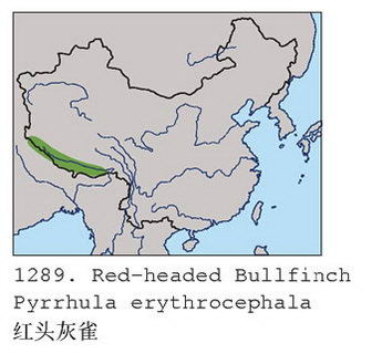 红头灰雀的地理分布图