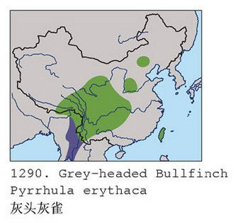 灰头灰雀的地理分布图