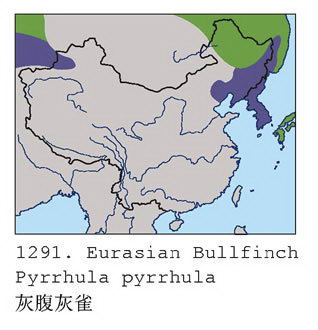 红腹灰雀的地理分布图