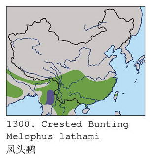 凤头鹀的地理分布图