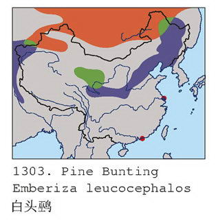 白头鹀的地理分布图