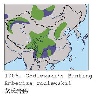 戈氏岩鹀的地理分布图