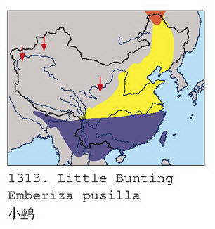 小鹀的地理分布图