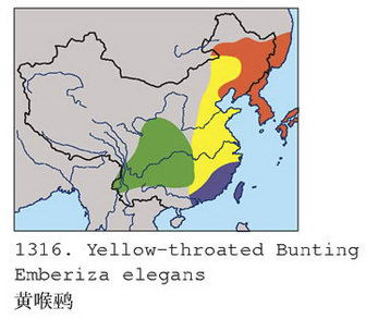 黄喉鹀的地理分布图