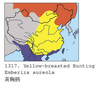 黄胸鹀的地理分布图