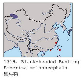 黑头鹀的地理分布图