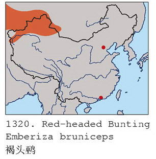 褐头鹀的地理分布图