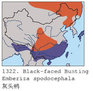 灰头鹀的地理分布图