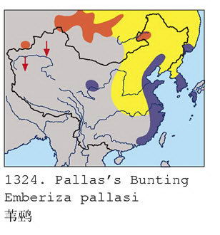 苇鹀的地理分布图