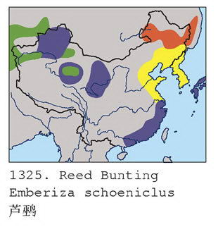 芦鹀的地理分布图