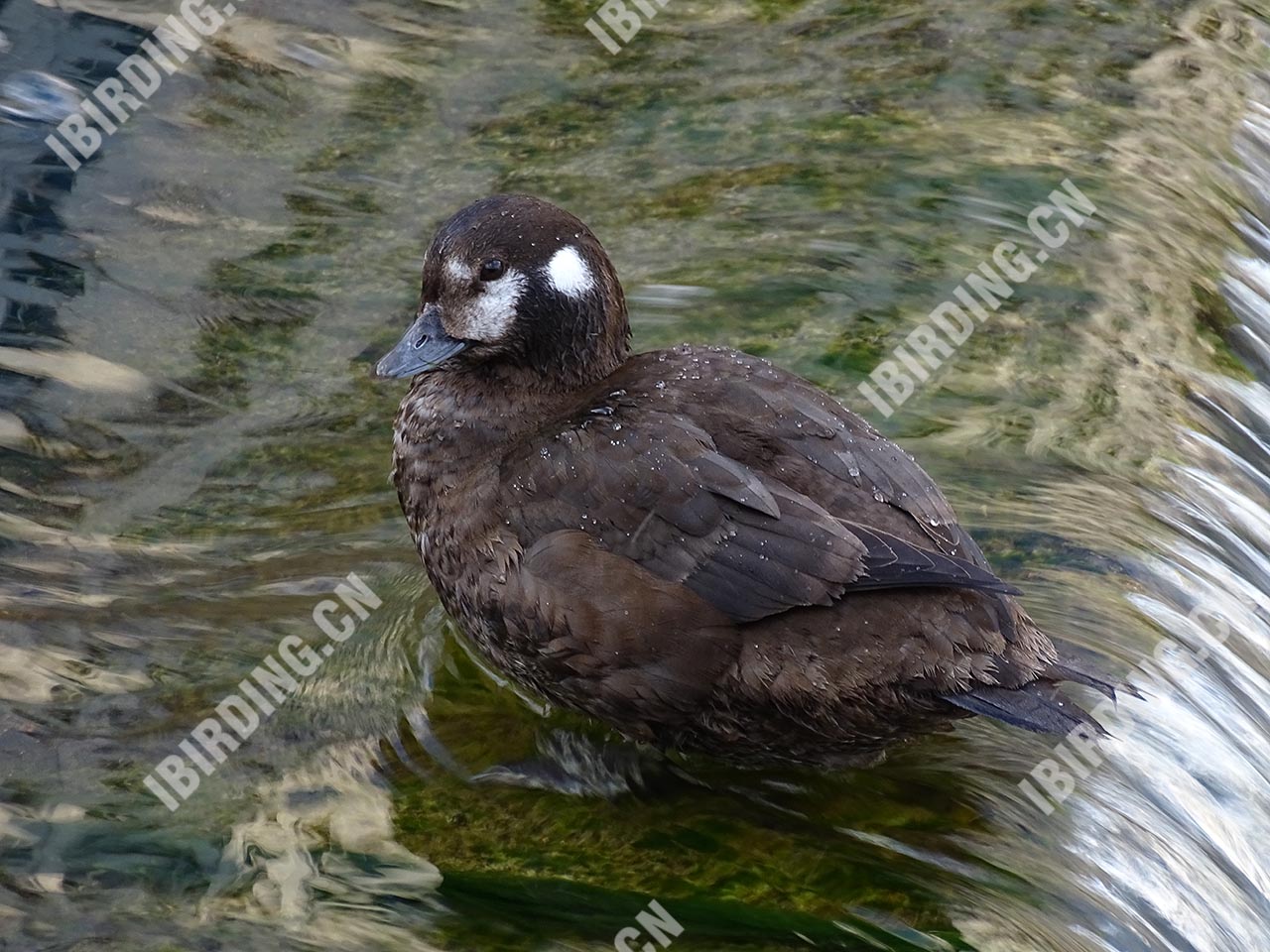 丑鸭 Harlequin Duck