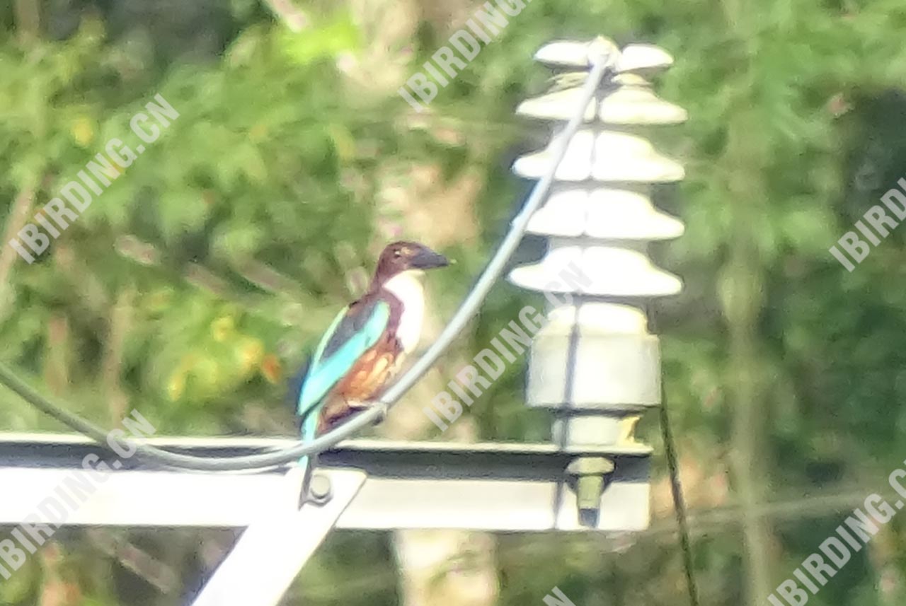 白胸翡翠 White-throated Kingfisher