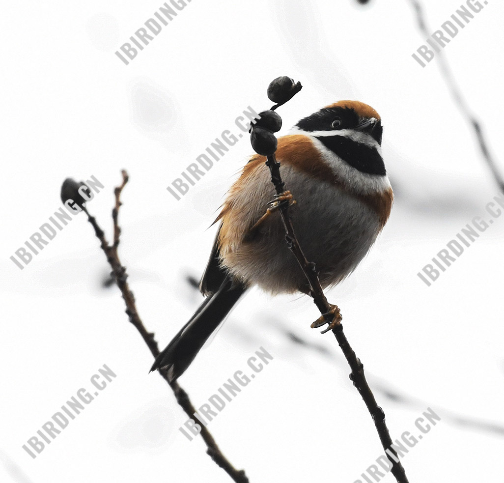 红头[长尾]山雀 Black-throated Tit