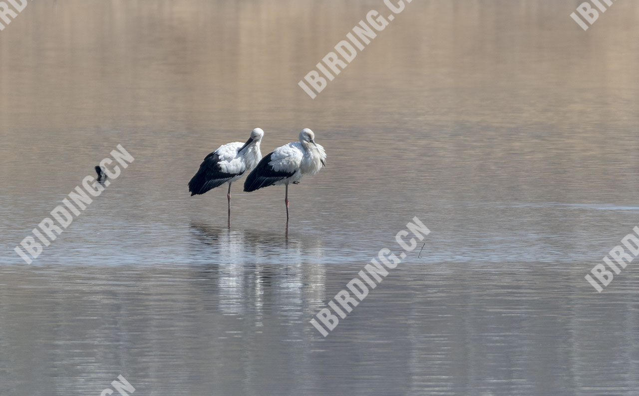 东方白鹳 Oriental White Stork