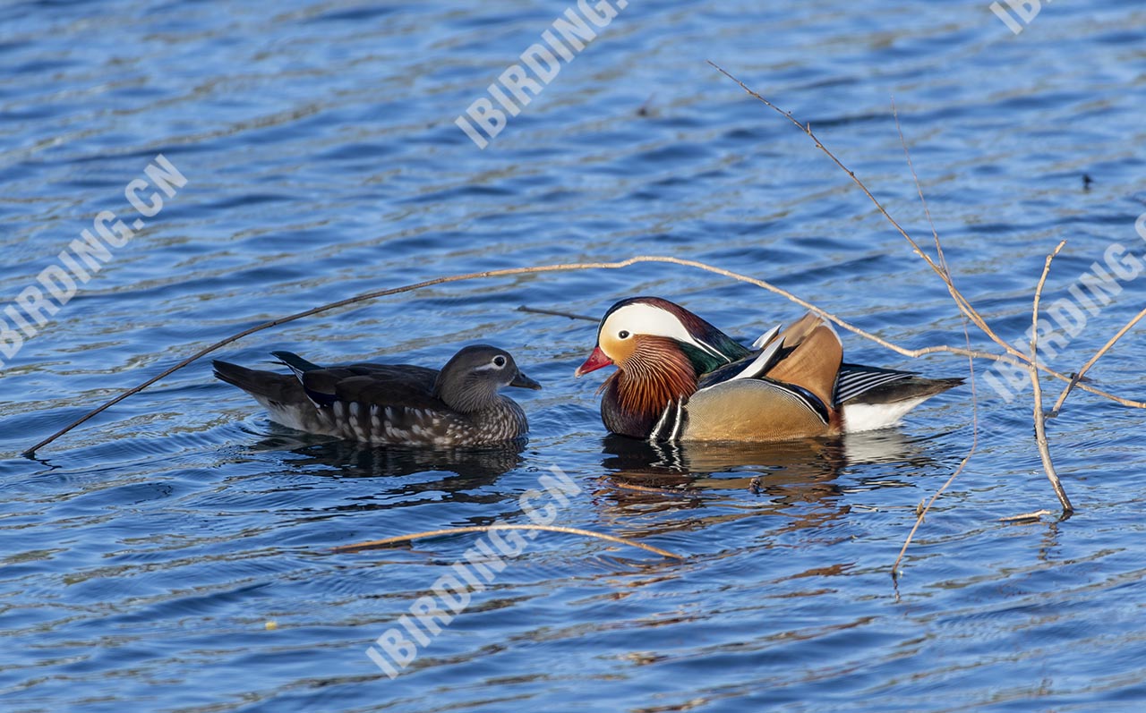 鸳鸯 Mandarin Duck