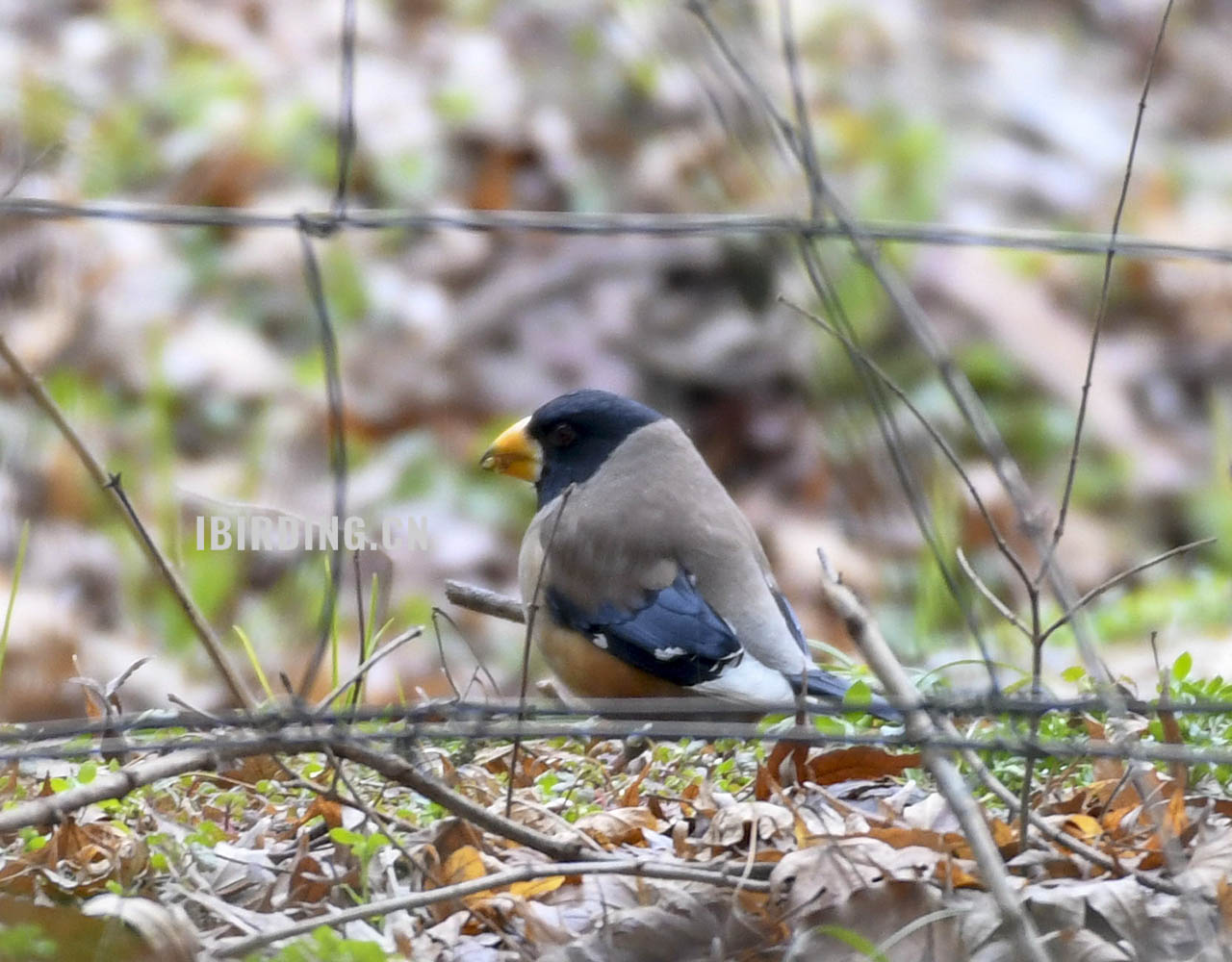 黑尾蜡嘴雀 Yellow-billed Grosbeak