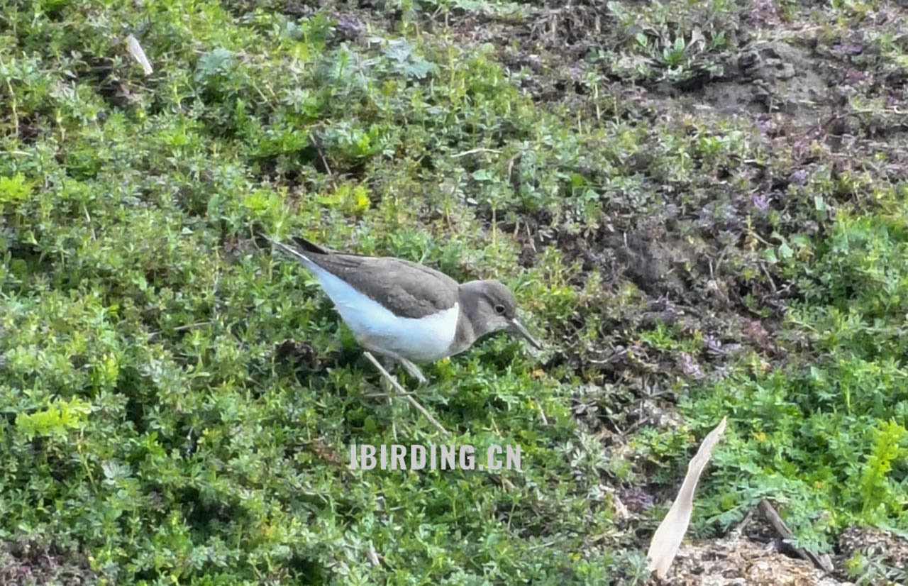 矶鹬 Common Sandpiper