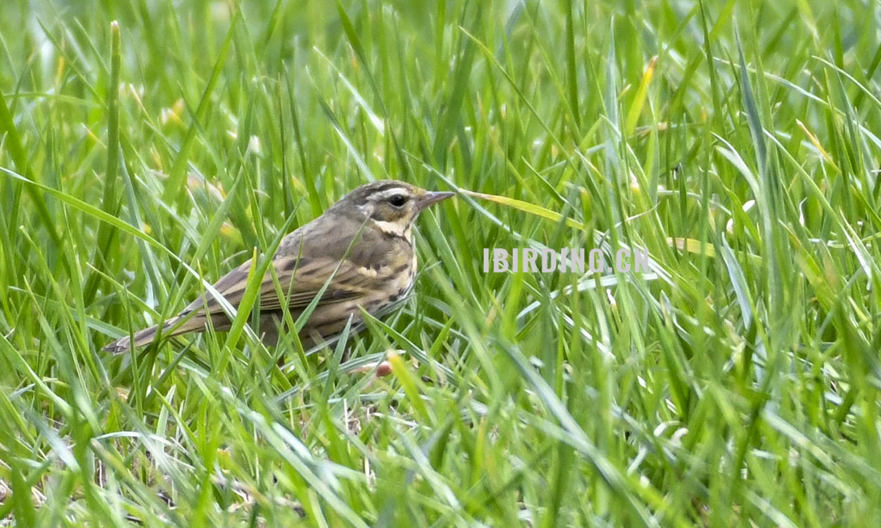 树鹨 Orienfnl Tree Pipit