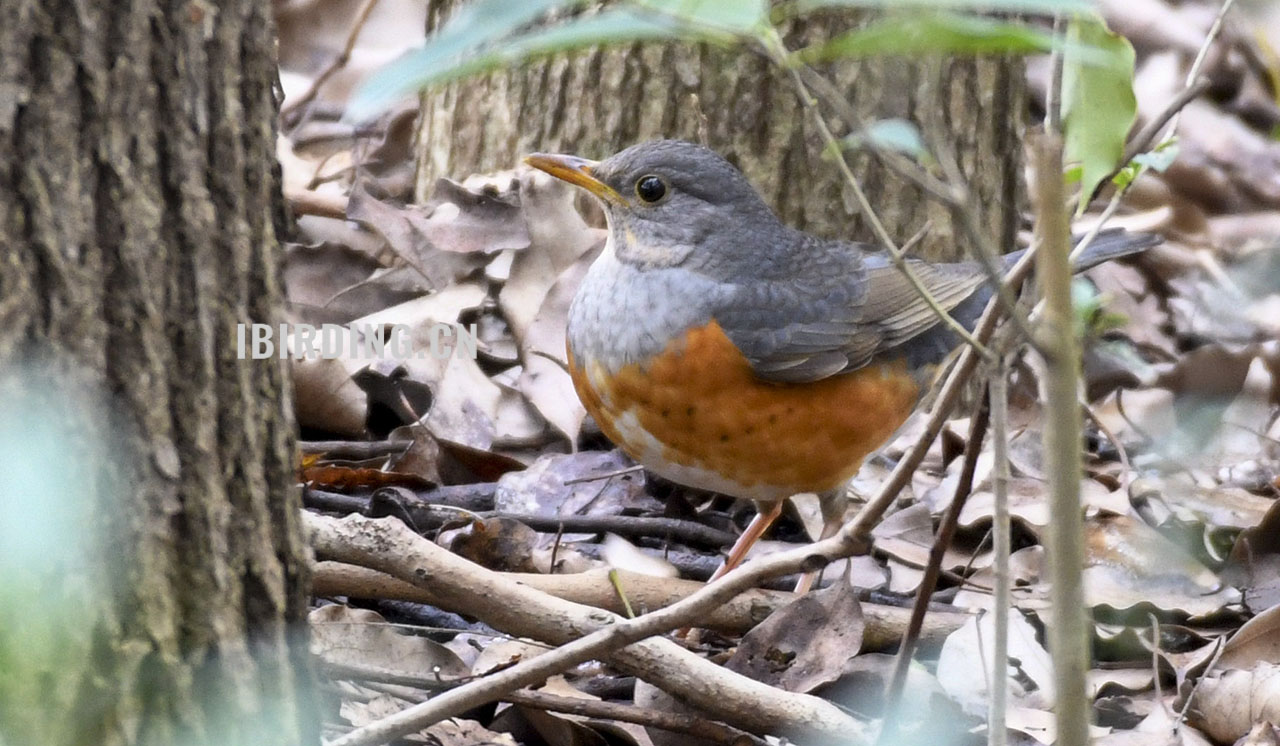 灰背鸫 Grey-backed Thrush