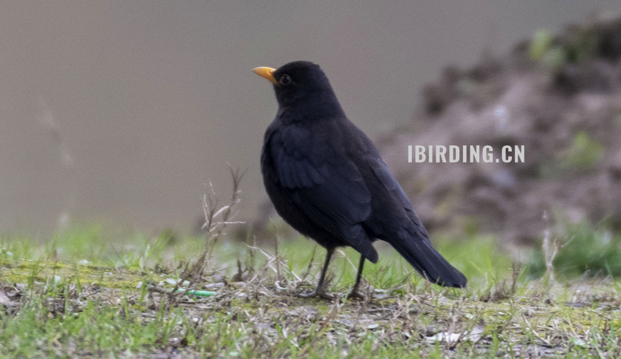 乌鸫 Eurasian Blackbird