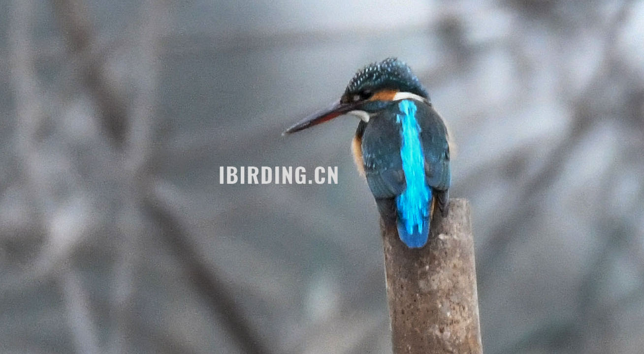 普通翠鸟 Common Kingfisher