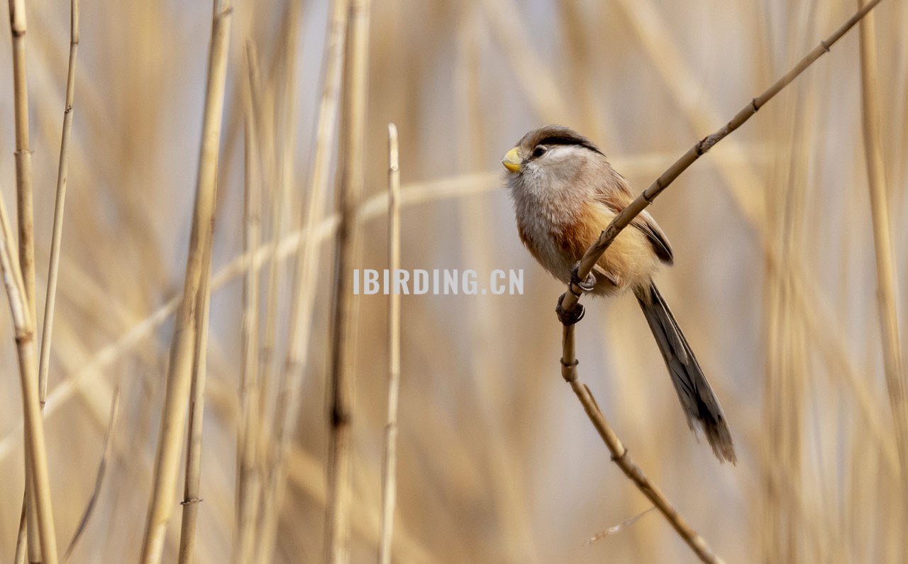 震旦鸦雀 Reed Parrotbill