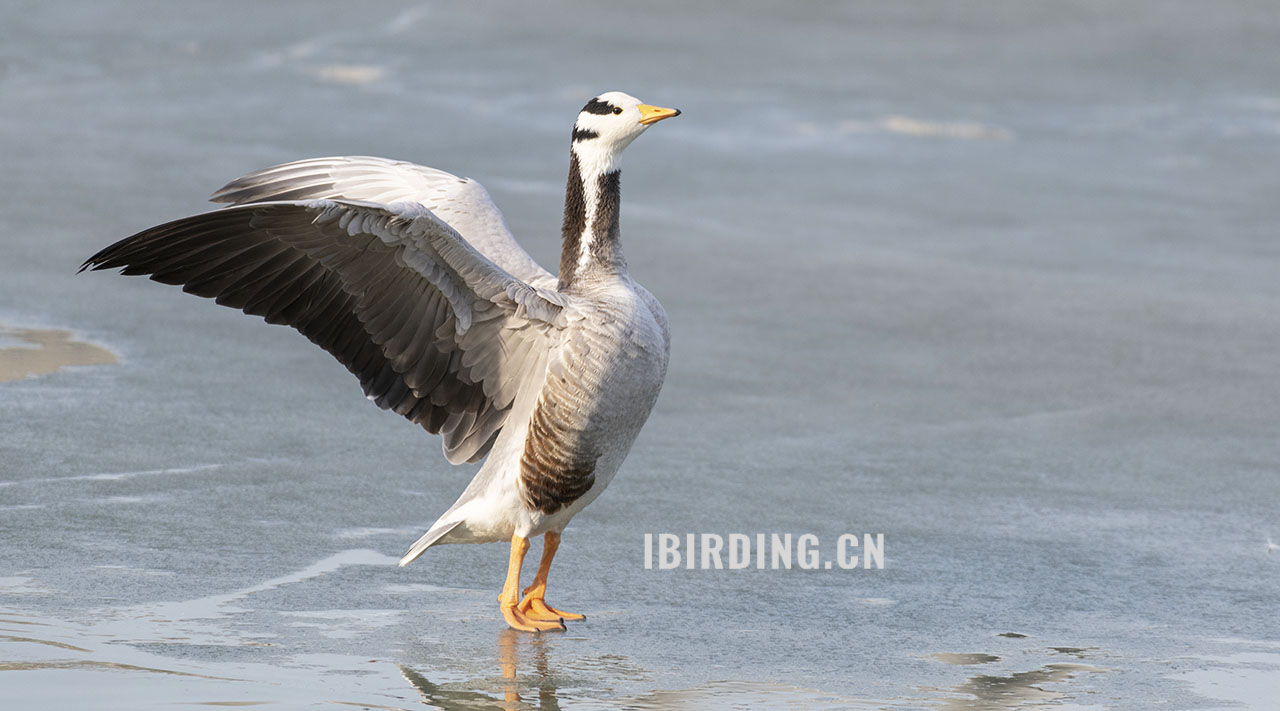 斑头雁 Bar-headed Goose