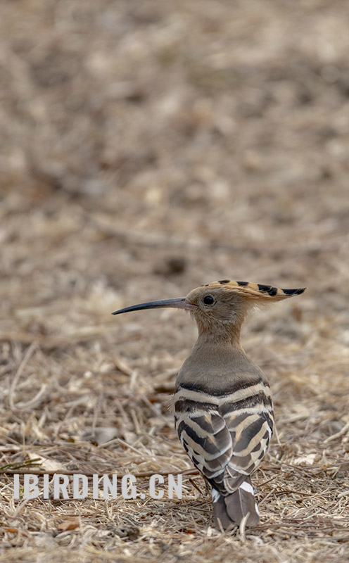 戴胜 Eurasian Hoopoe