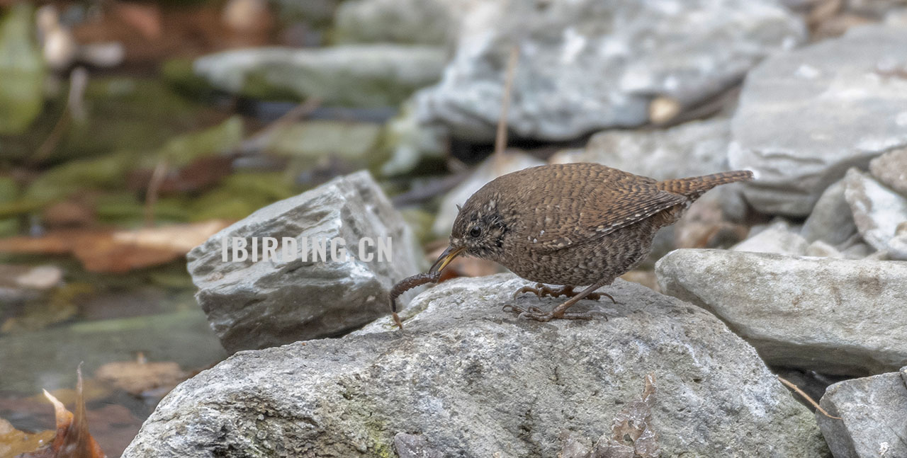 鹪鹩 Wren