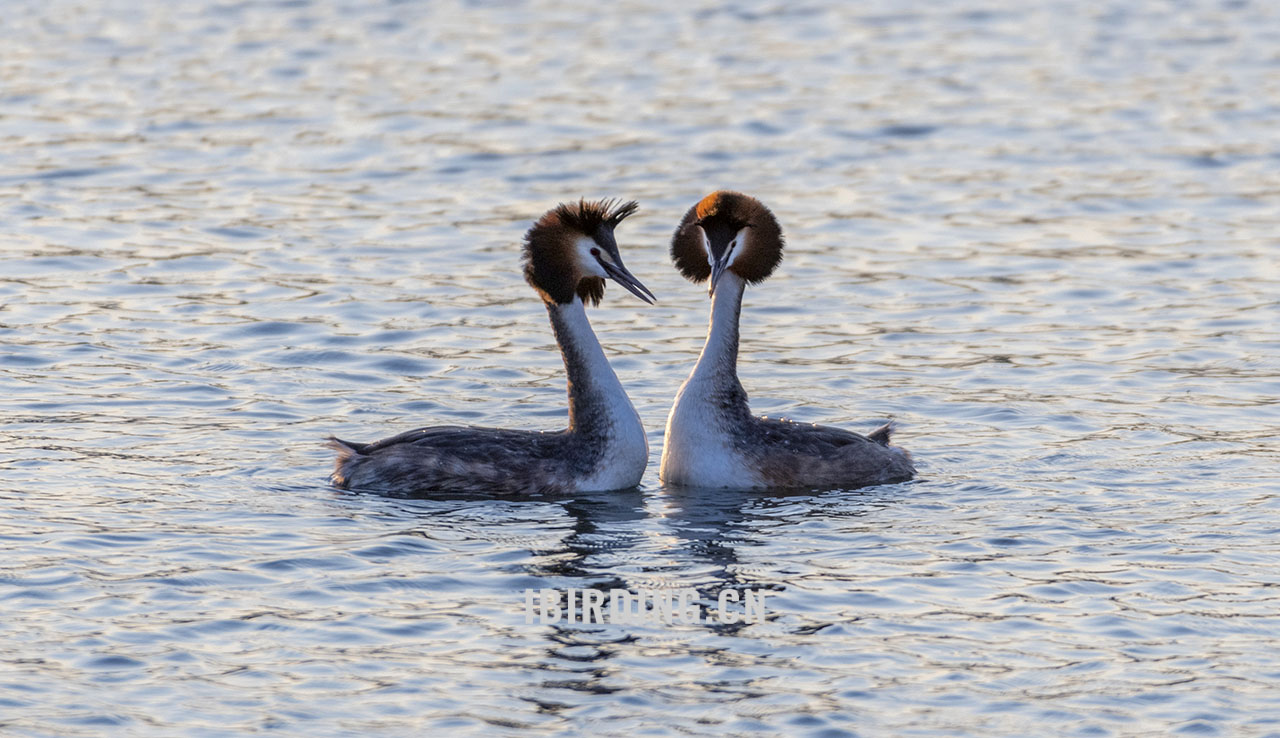 凤头䴙䴘 Great Crested Grebe