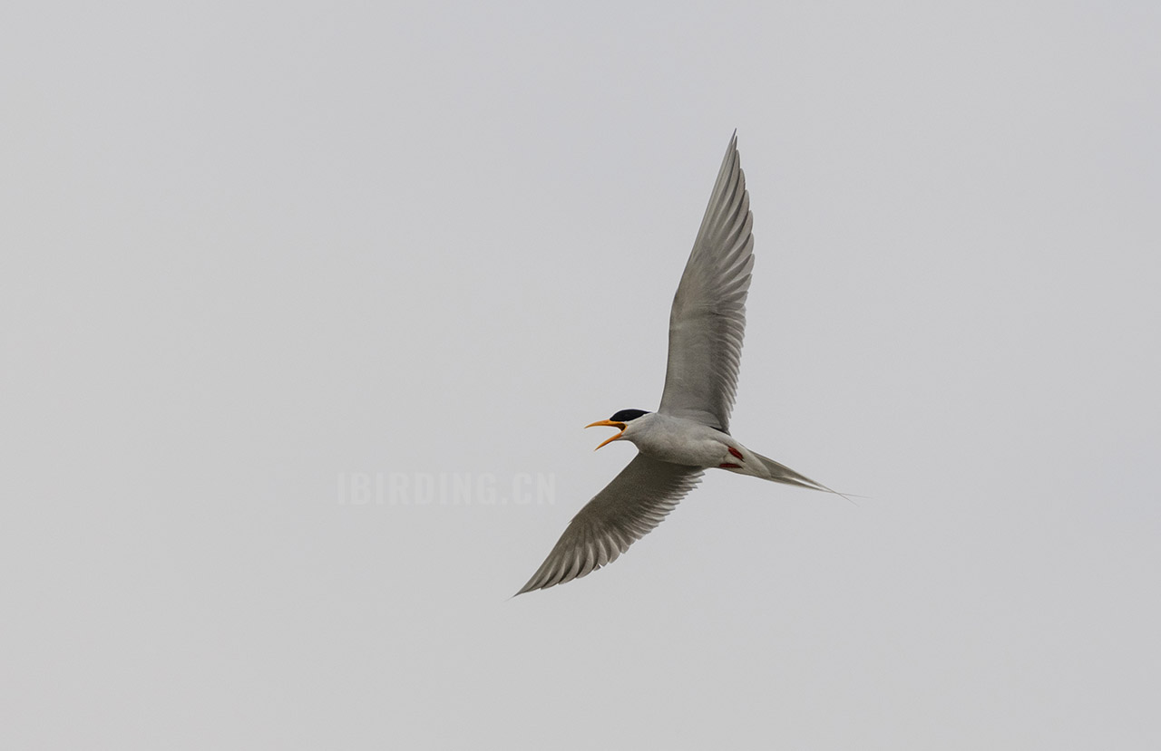 黄嘴河燕鸥 River Tern