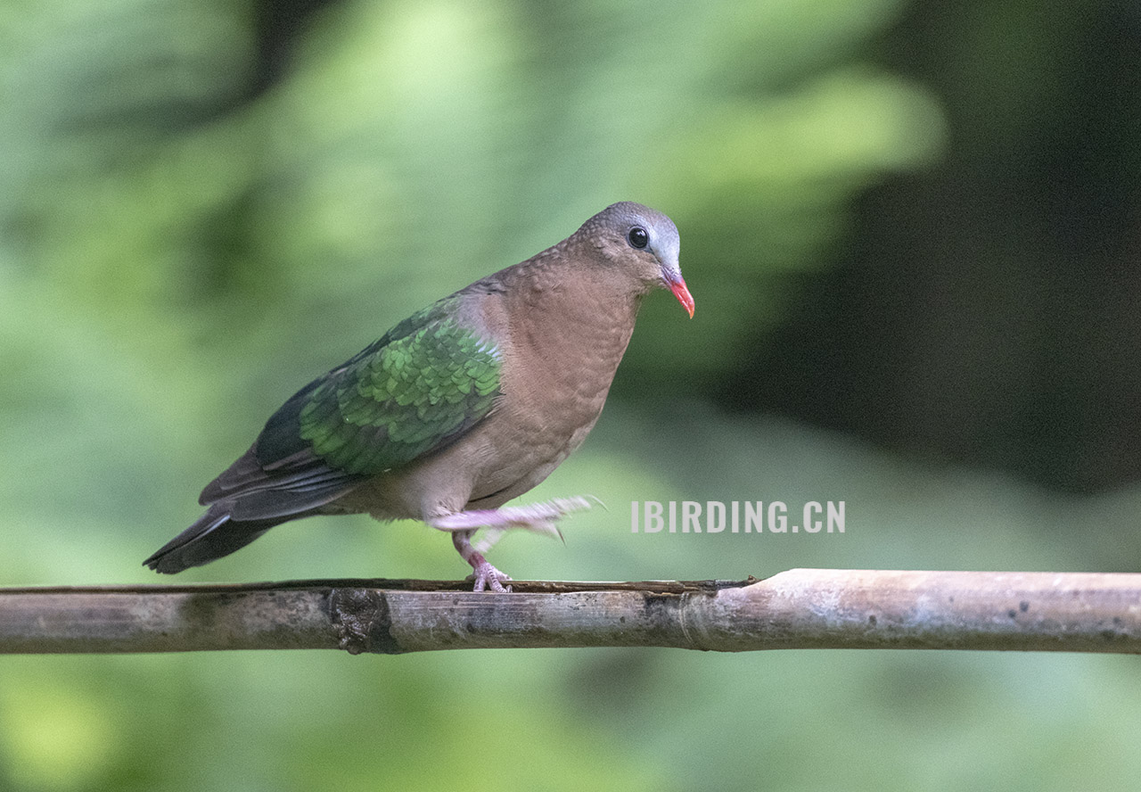 绿翅金鸠 Emerald Dove