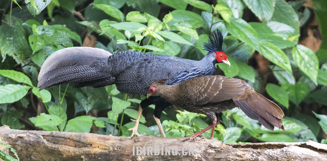 黑鹇 Kalij Pheasant