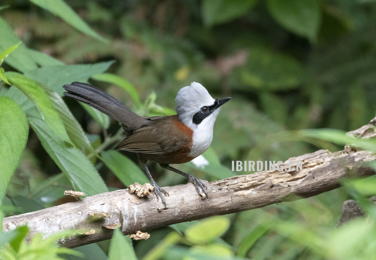 白冠噪鹛 White-crested Laughingthr