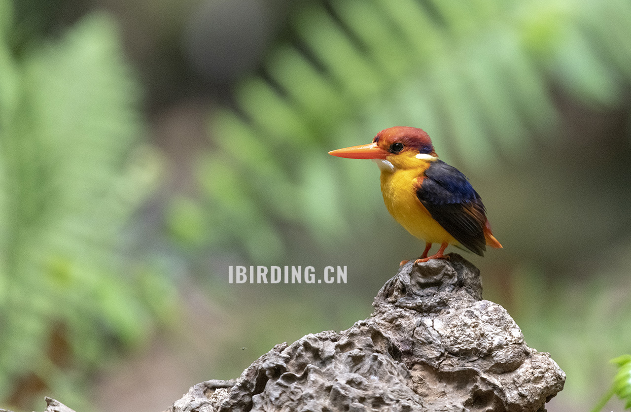 三趾翠鸟 Three-toed Kingfisher